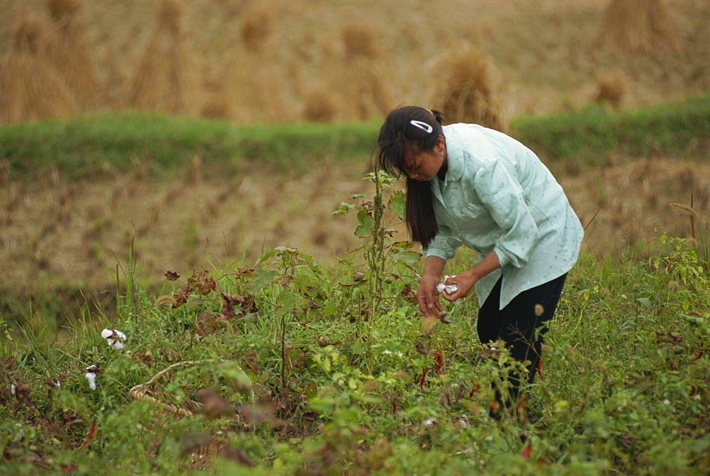 Picking cotton, Guizhou, China, Asia