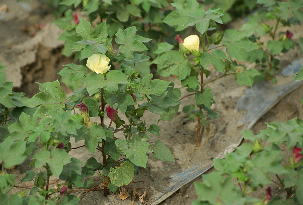 White gold, cotton plants, Xinjiang, China, Asia