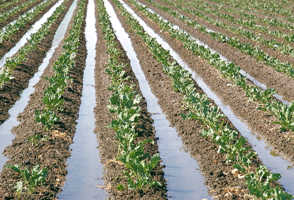 Irrigation, Salinas, California, United States of America, North America