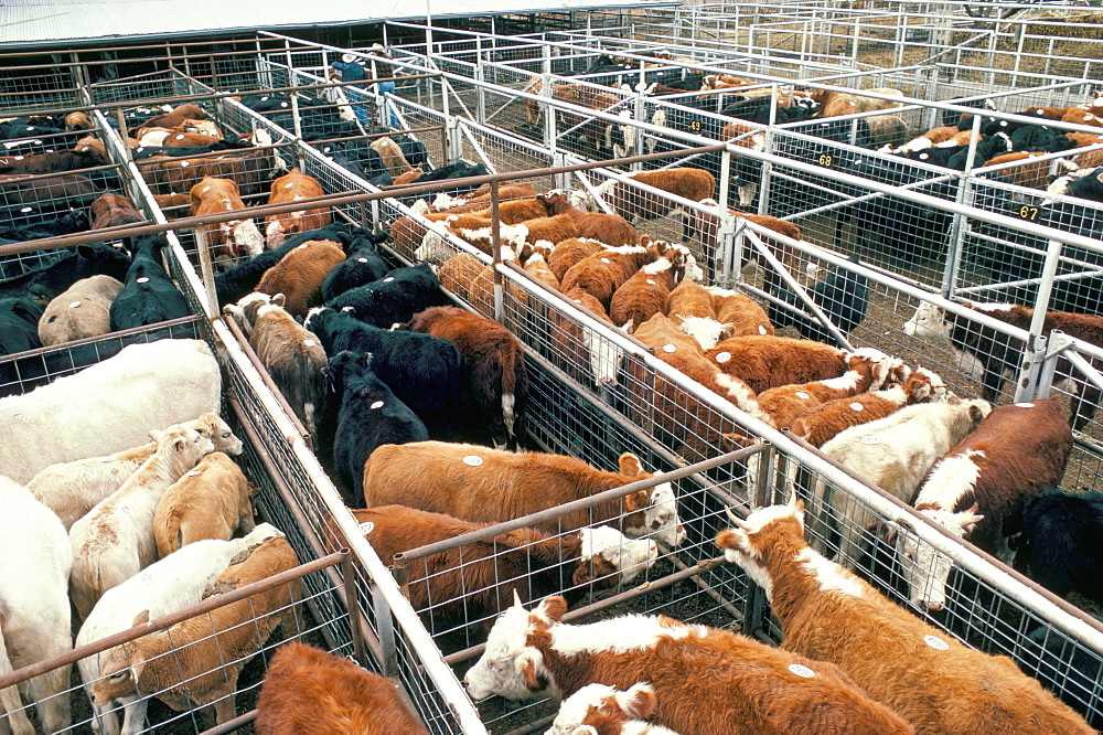 Breeding grazing feed lot, final fattening, resold at each stage, cattle auction, Texas, United States of America, North America