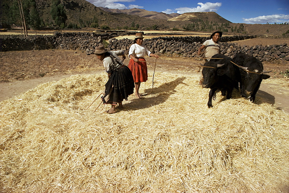 Threshing wheat at Racchi, Cuzco area, High Andes, Peru, South America