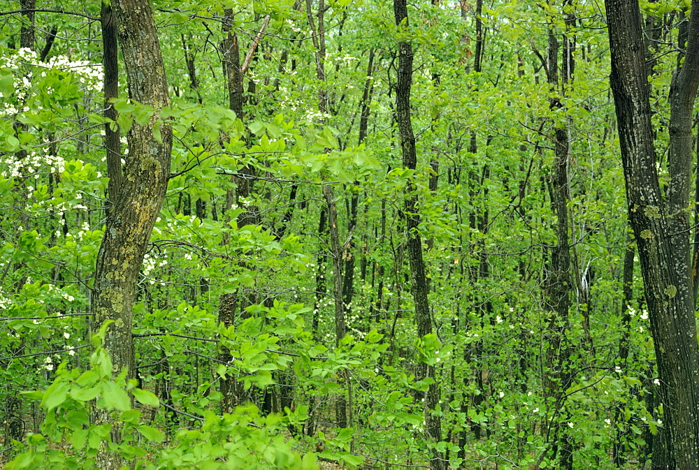 Decidous woodland, west Virginia, United States of America, North America