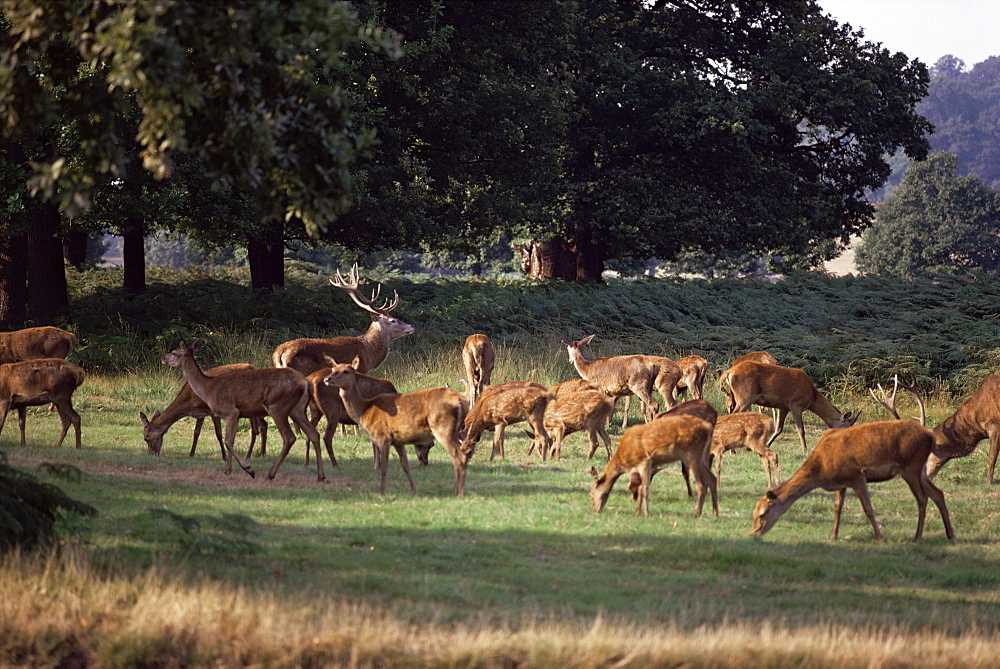 Deer, Richmond Park, Surrey, England, United Kingdom, Europe