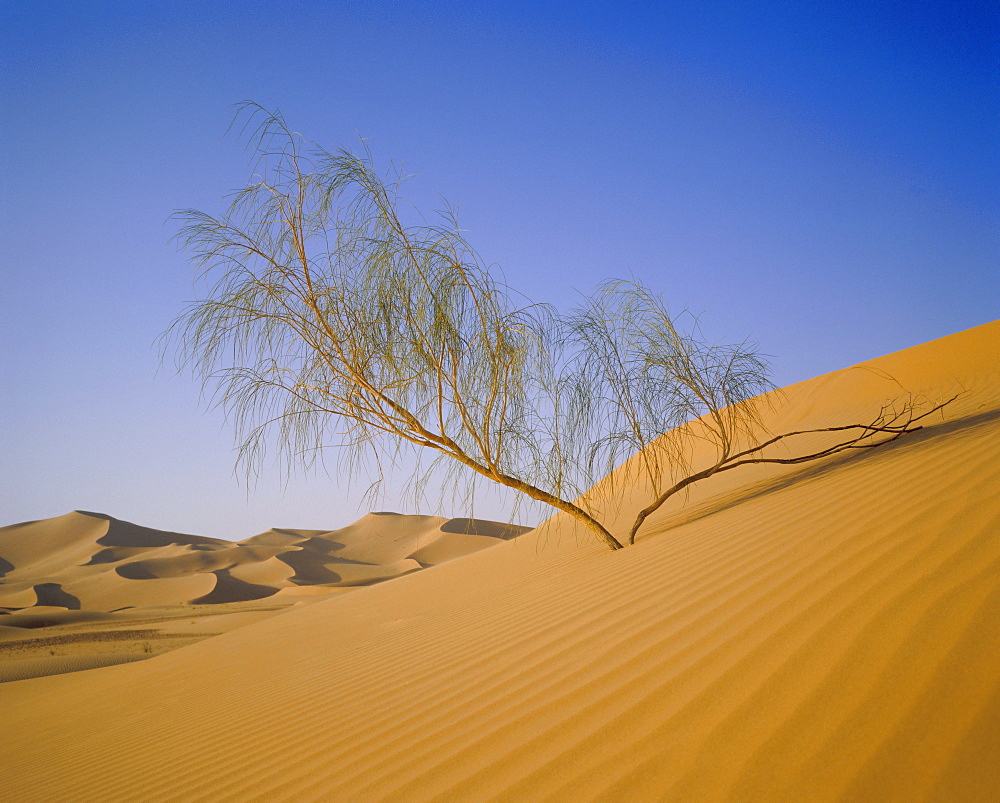 Sahara Desert, Algeria, North Africa, Africa