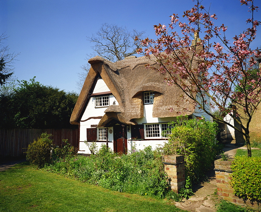 Cottage in spring, Houghton, Cambridgeshire, England, United Kingdom, Europe