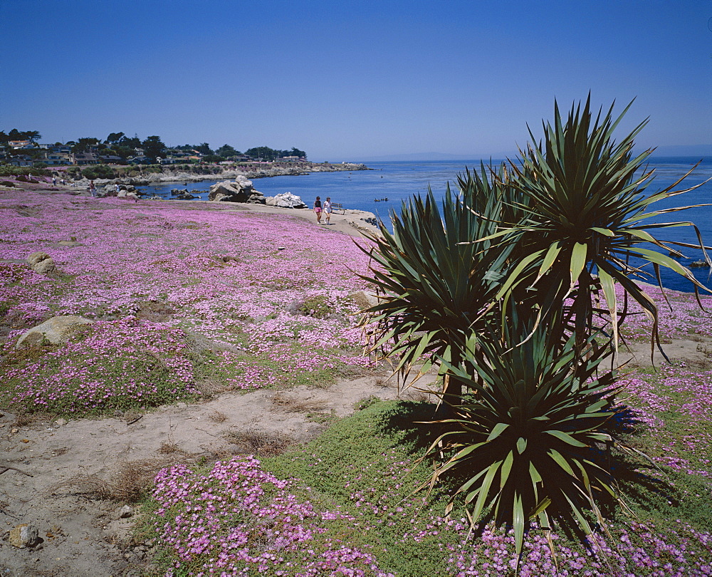 The Magic Carpet of mesembryanthemum flowers, Pacific Grove, Monterey, California, United States of America (USA), North America