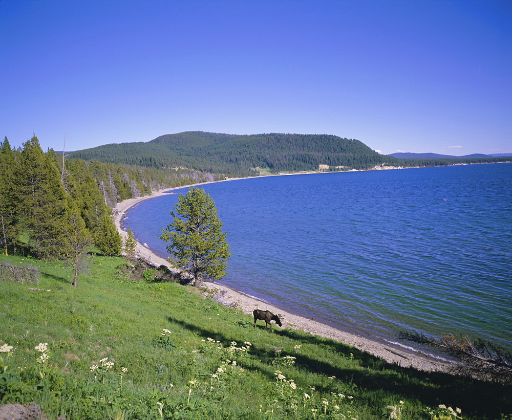 Bull moose beside Yellowstone Lake, Yellowstone National Park, Wyoming, USA, North America