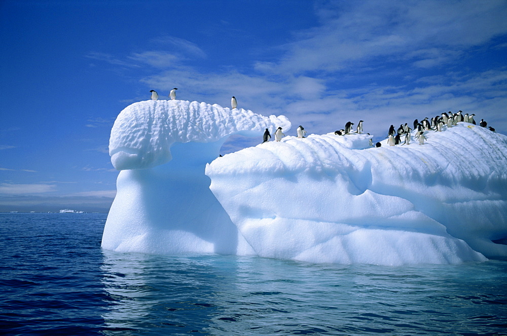 Adelie penguins on icebergs, Antarctica, Polar Regions