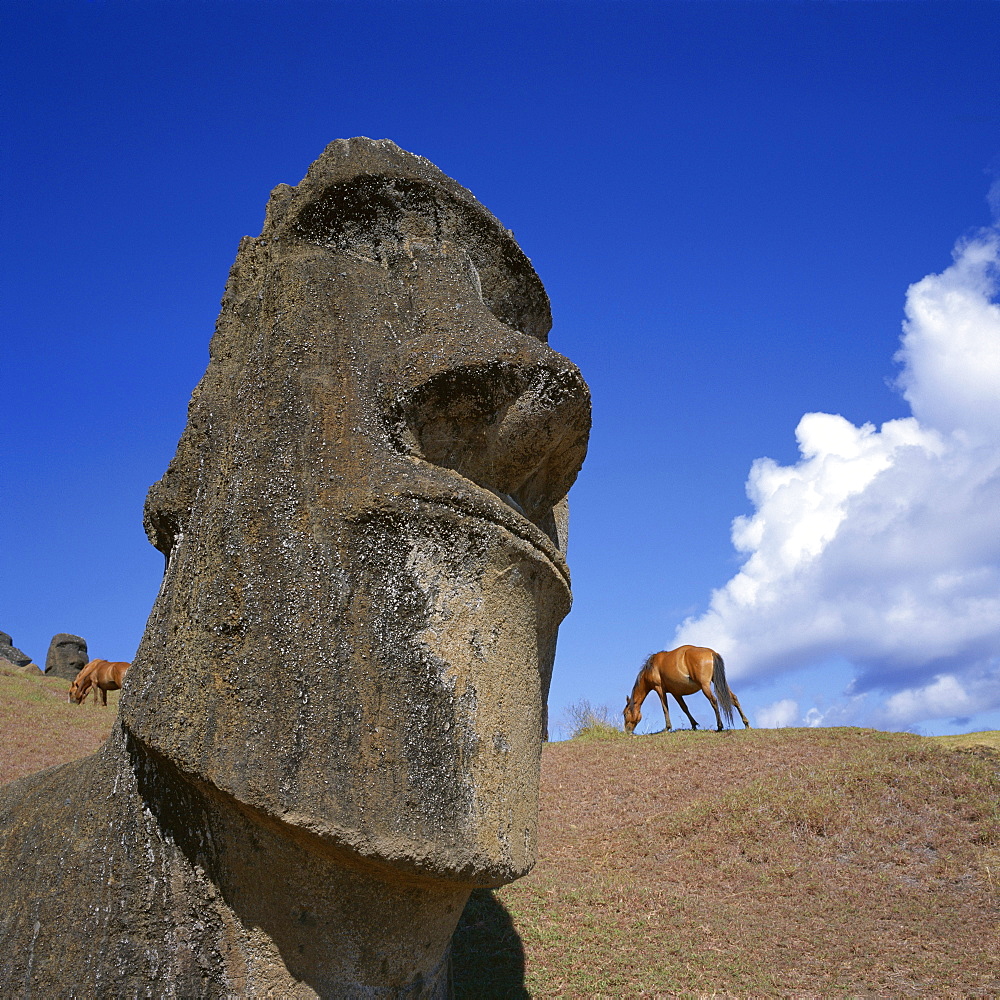 Close-up of Rano Rarakay, stone head carved from crater, Moai stone statues, Easter Island, Chile, South America