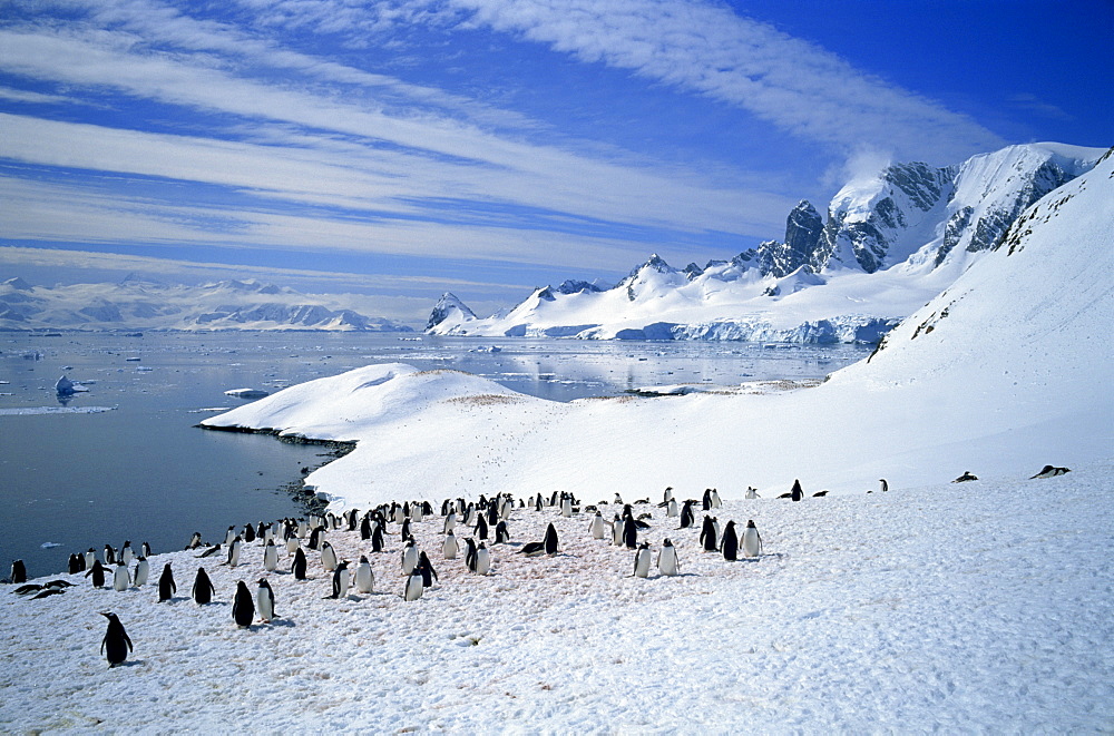 Gentoo penguins stand on snow on the shore along the coast of the Antarctic Peninsula, Antarctica, Polar Regions