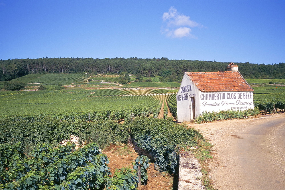 Vineyards on Route des Grands Crus, Nuits St. Georges, Dijon, Burgundy, France, Europe