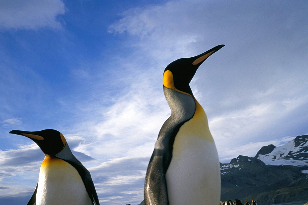 King penguins, South Georgia, South Atlantic, Polar Regions