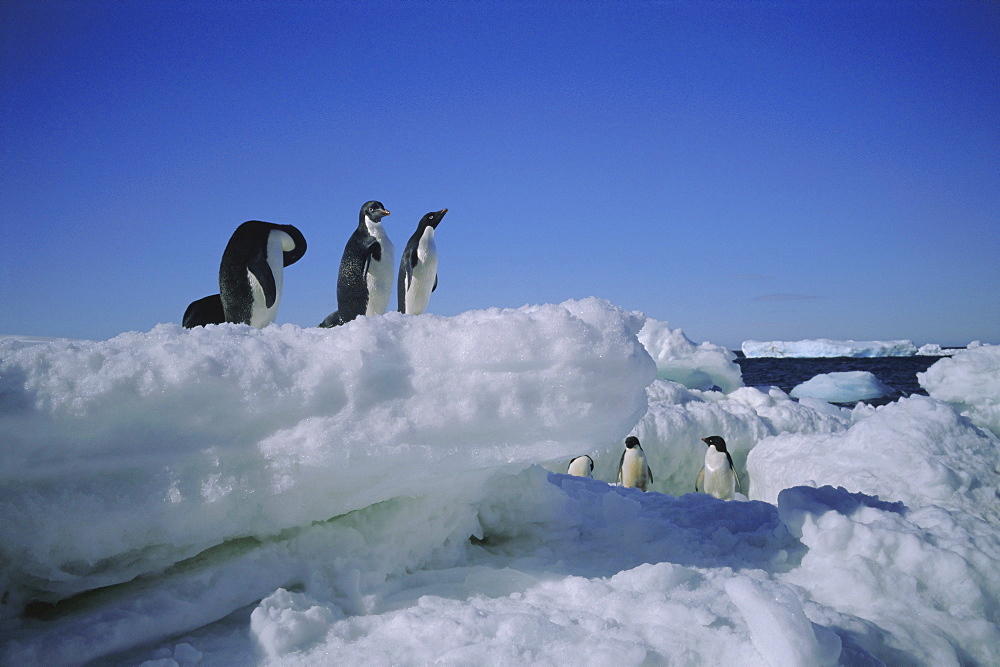 Adelie penguins, Antarctica