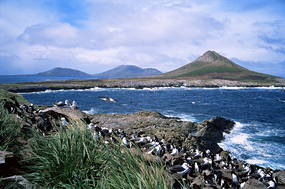 Steeple Jason island and nesting black-browed albatross, Falkland Islands, South America