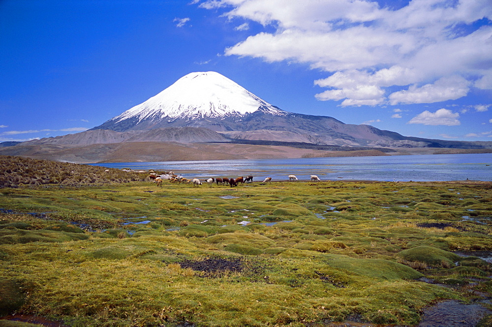 Lake Chungara and the snow capped volcano Parinacota, Lauca National Park, Andes, Chile, South America