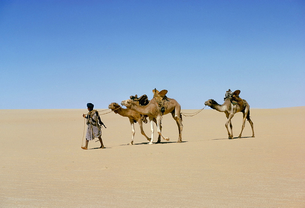 Part of escort to camel train in Empty quarter of Mauritania-Mali, Africa