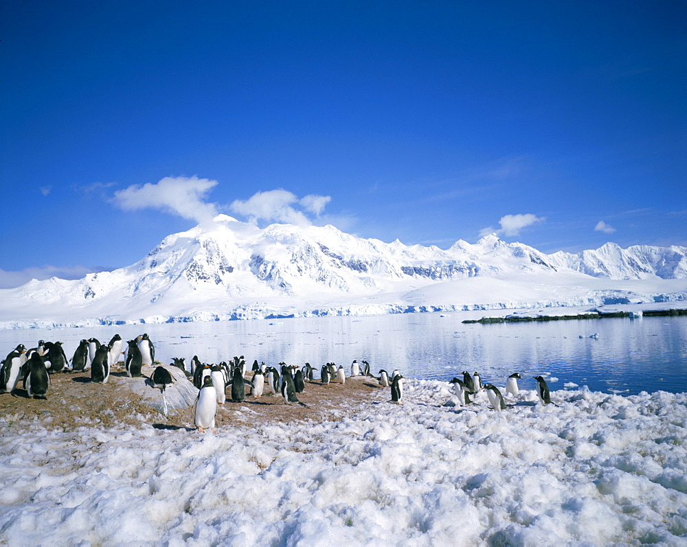 Gentoo penguins and Anvers Island in background, Antarctica, Polar Regions