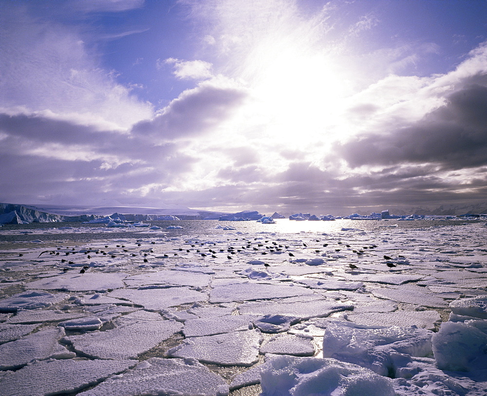 Pack ice with Dominican gulls, Antarctica, Polar Regions