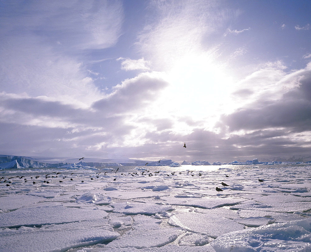 Dominican gulls and skuas on pack ice, Antarctica, Polar Regions