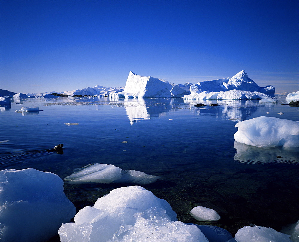 Ice scenery and seal, Antarctica, Polar Regions