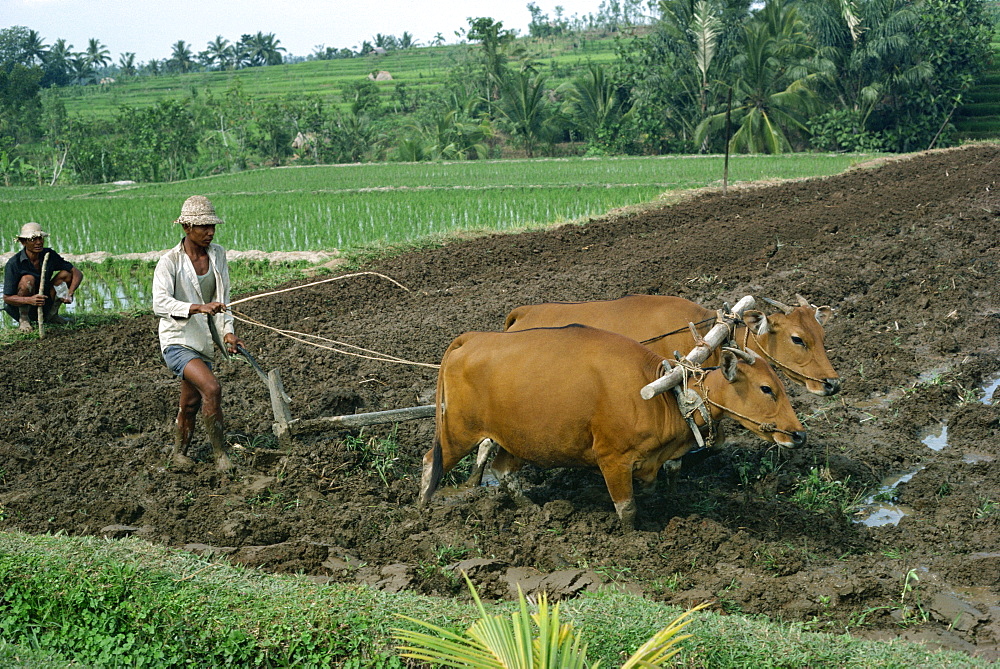 Man ploughing a field with two bullocks on Bali, Indonesia, Southeast Asia, Asia