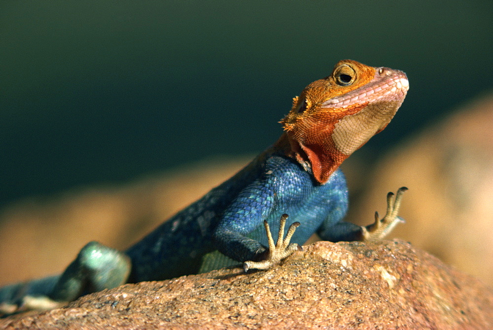 Close-up of an Agama Lizard taken in Tsavo National Park, Kenya, East Africa, Africa