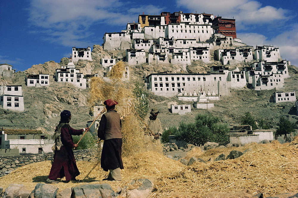 Harvesting below Thikse Gompa (Tikse Monastery), Ladakh, India, Asia