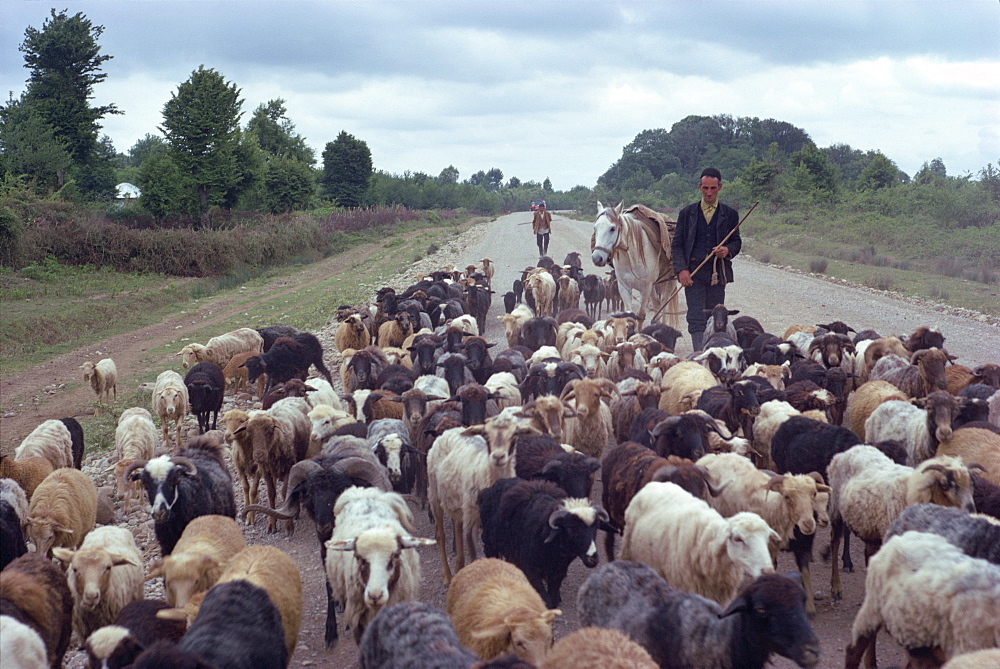 Shepherd herding sheep, Caspian, Iran (formerly Persia), Middle East