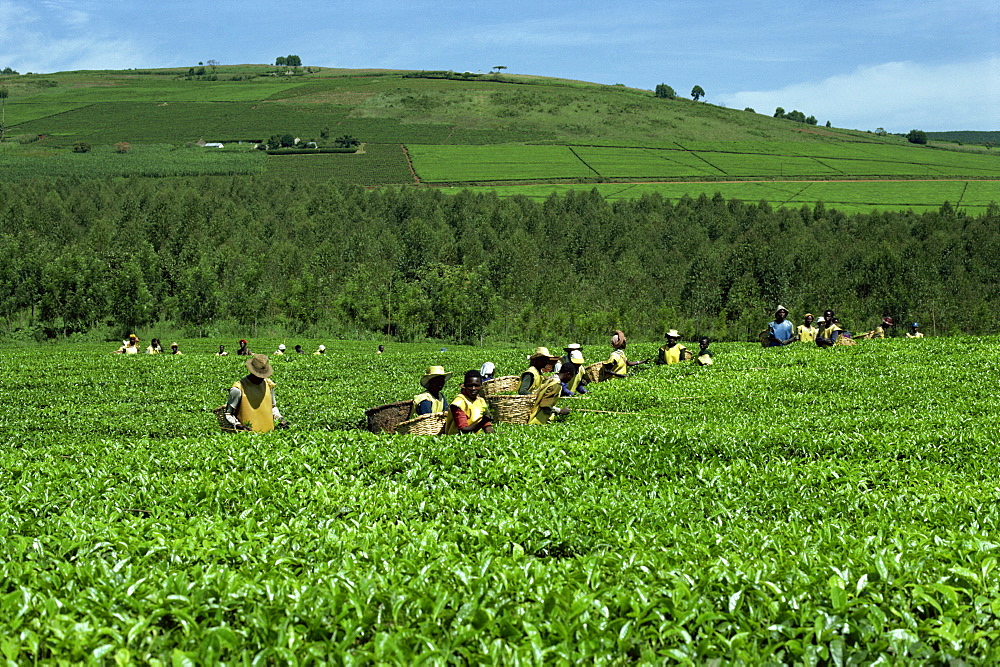 Tea picking, Sotik, Kenya, East Africa, Africa