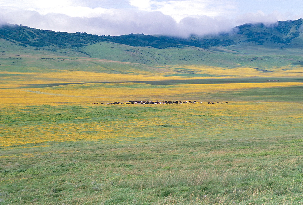 Masai cattle after rain, Ngorongoro crater, Ngorongoro Conservation Area, UNESCO World Heritage Site, Tanzania, East Africa, Africa