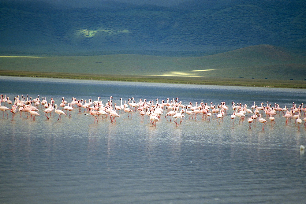 Flamingoes, Serengeti National Park, UNESCO World Heritage Site, Tanzania, East Africa, Africa