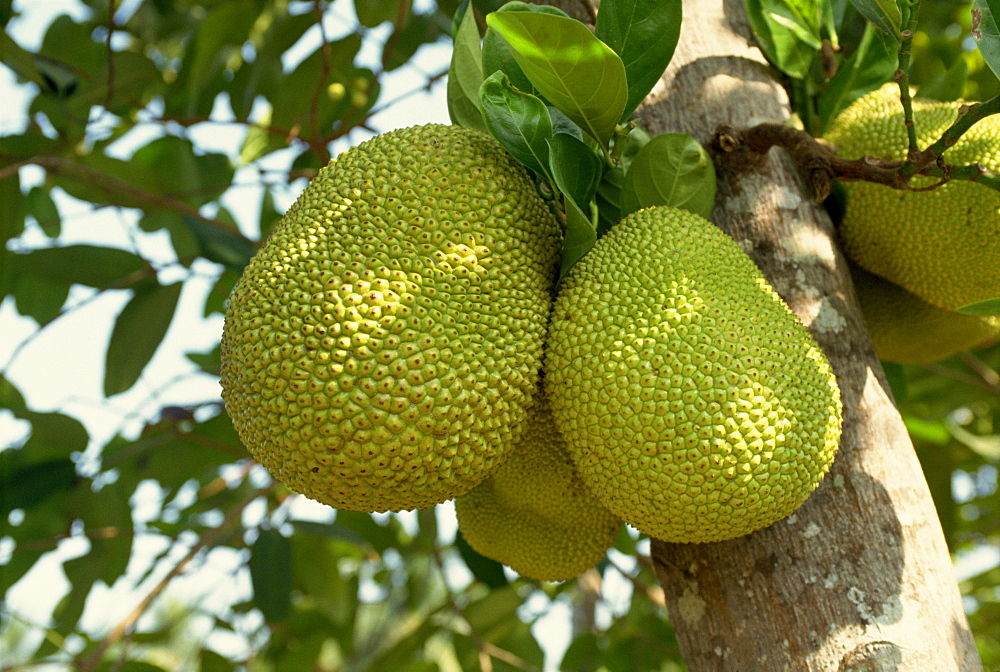 Jak fruit (jack fruit) on a tree in the Mekong Delta area of Vietnam, Indochina, Southeast Asia, Asia