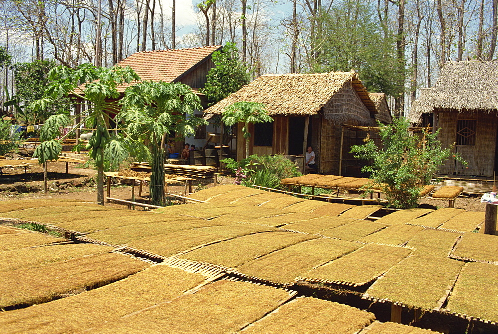 Tobacco drying outside, near Dalat, South Vietnam, Vietnam, Indochina, Southeast Asia, Asia