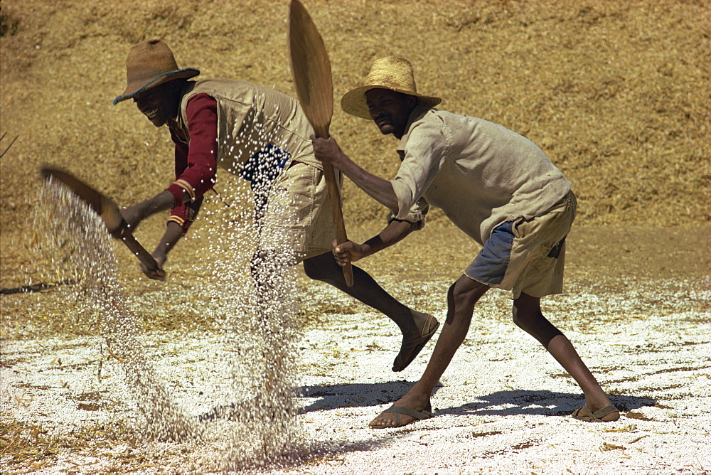 Men winnowing oilseed, Ethiopia, Africa