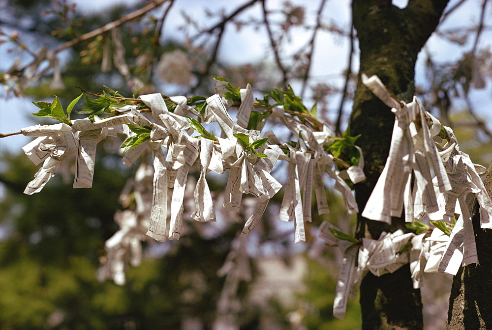 Close-up of fortune papers tied to the branches of a tree in a temple in Japan, Asia