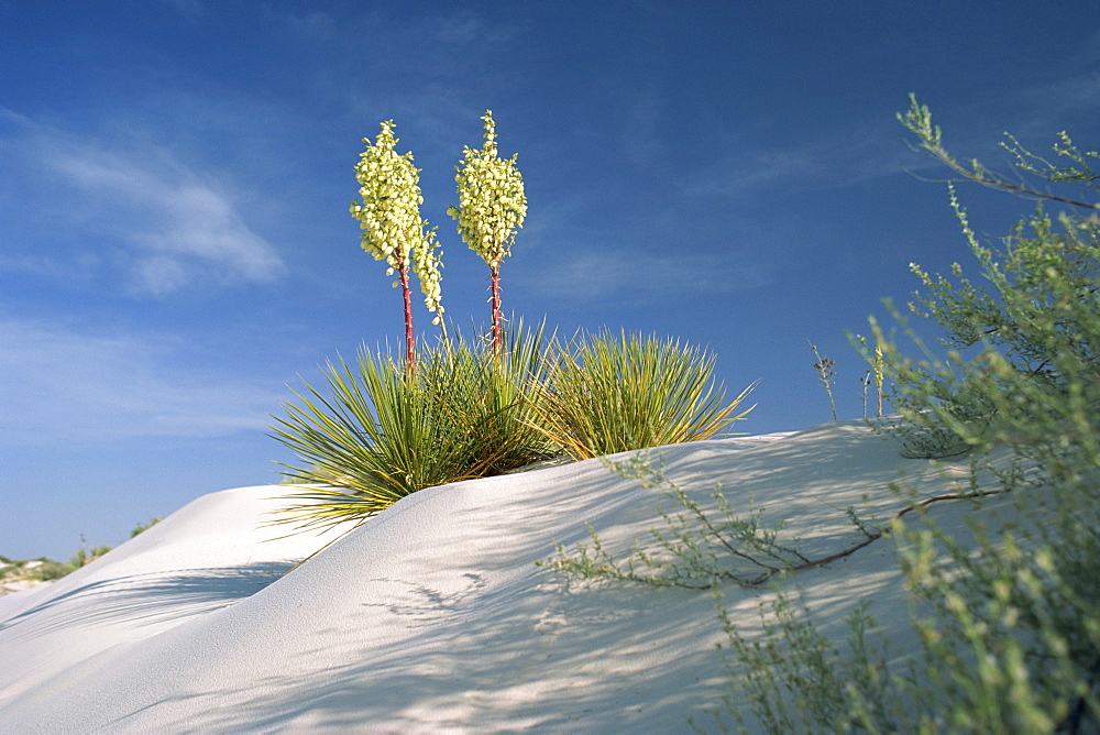 Yucca bloom in Gypsum dunes, White Sands National Monument, New Mexico, United States of America, North America