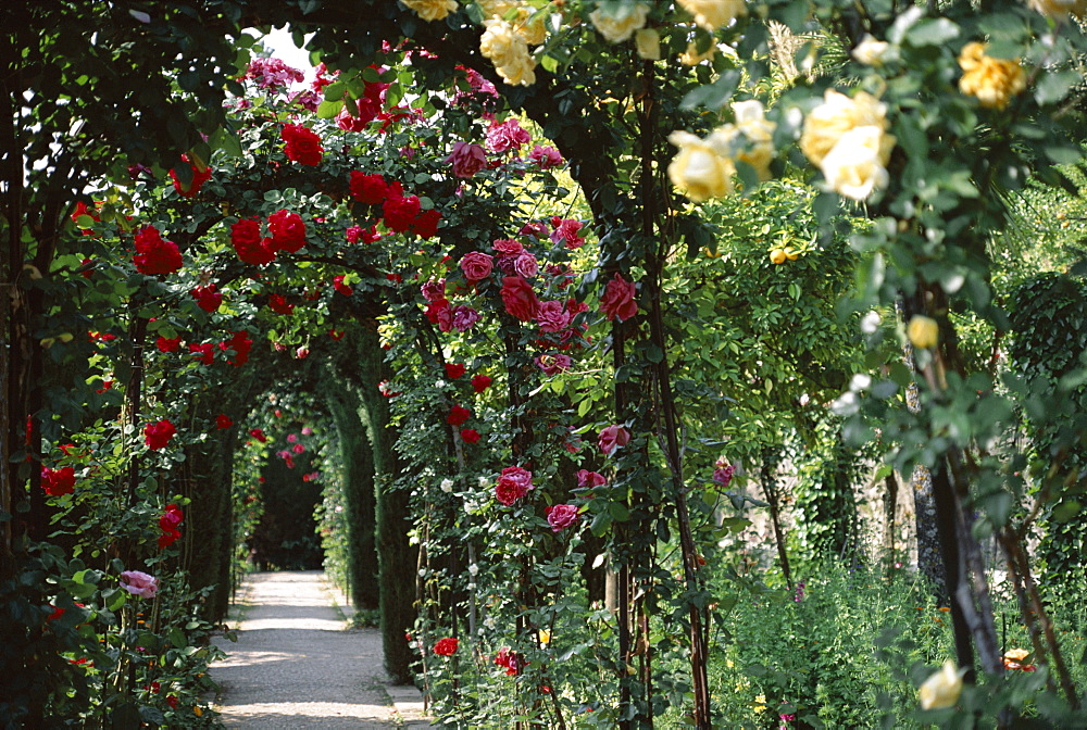 Arches covered with roses, Generalife gardens, Alhambra, UNESCO World Heritage Site, Granada, Andalucia (Andalusia), Spain, Europe