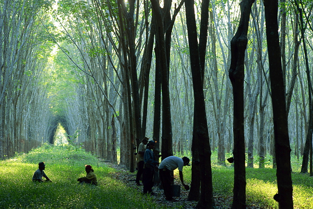 Rubber plantation near Phuket, Thailand, Southeast Asia, Asia