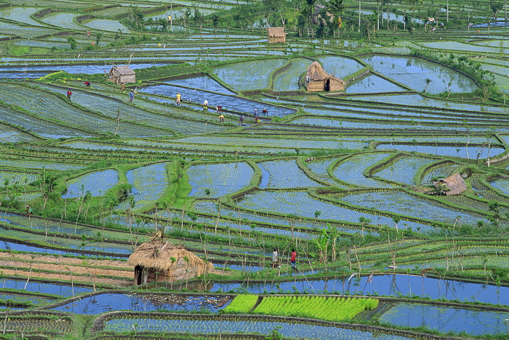 Aerial of rice fields and farm workers at Tirta Gangga, Bali, Indonesia, Southeast Asia, Asia