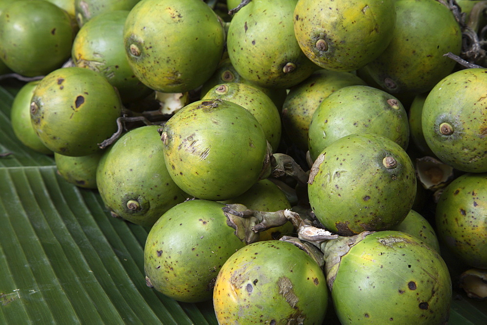 Betel nut, reported to be anti-parasitic, laxative and to promote urination, also proven to be a stimulant as it increases heart rate and blood pressure, India, Asia