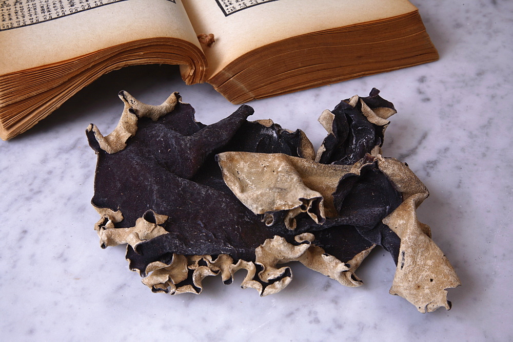 Black mushroom for traditional Chinese medicine