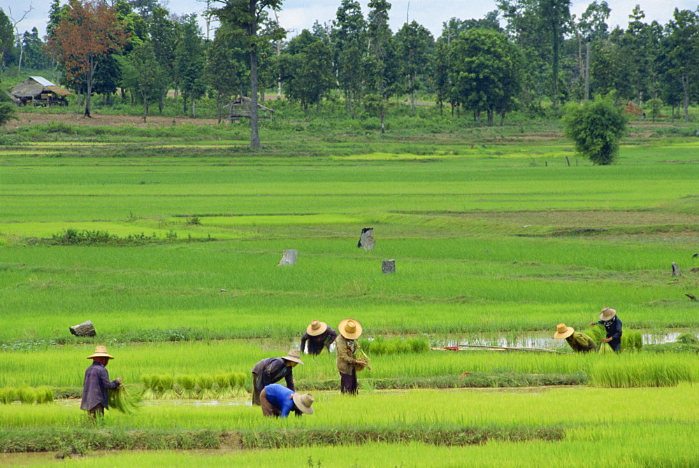 People at work in rice fields, Thailand, Southeast Asia, Asia