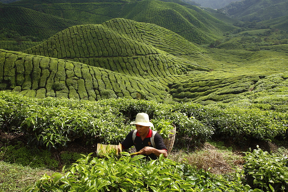 Tea harvesting at BOH Tea Plantation, in Cameron Highlands, Malaysia, Southeast Asia, Asia