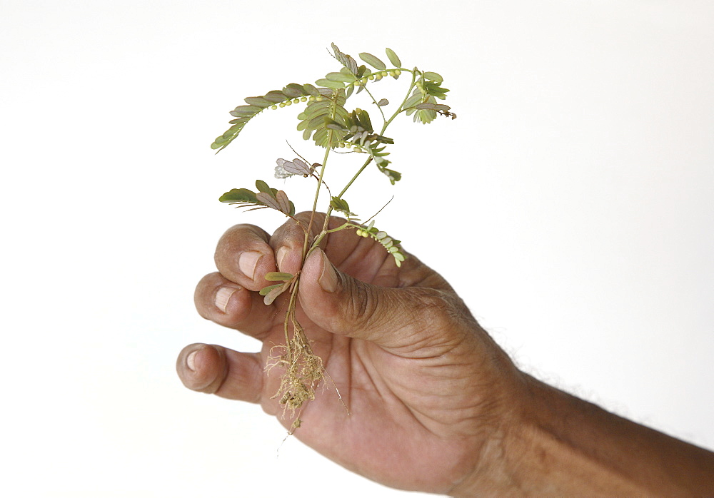 Junjang Anak, used in traditional Malay medicine, Malaysia, Southeast Asia, Asia