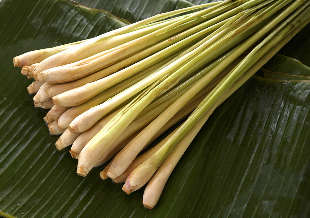 Lemongrass, used in cooking and for detoxifying the liver, kidney, bladder and digestive tract, reducing cholesterol , stimulating digestion and circulation, Southeast Asia, Asia