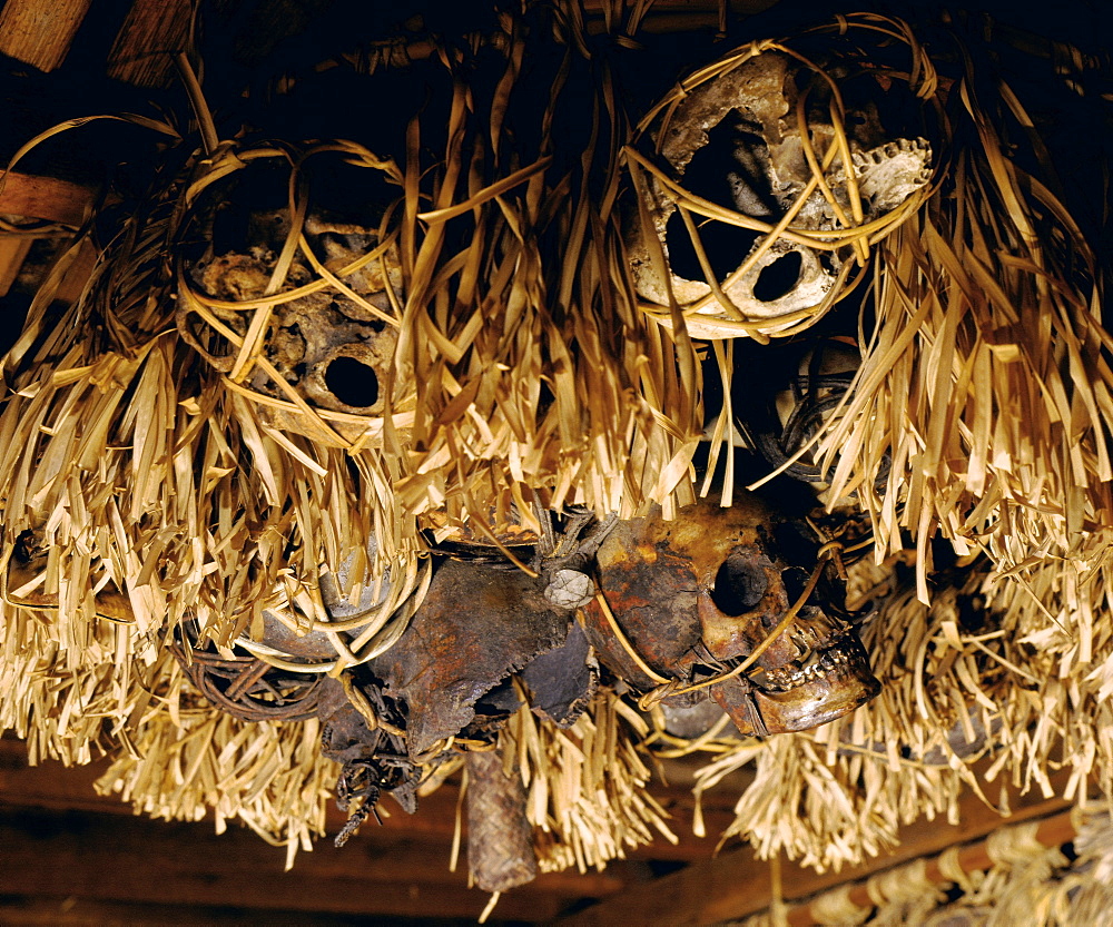 Trophy skulls from headhunting hang on display in a Longhouse gallery in Sarawak, Borneo, Malaysia, Southeast Asia, Asia