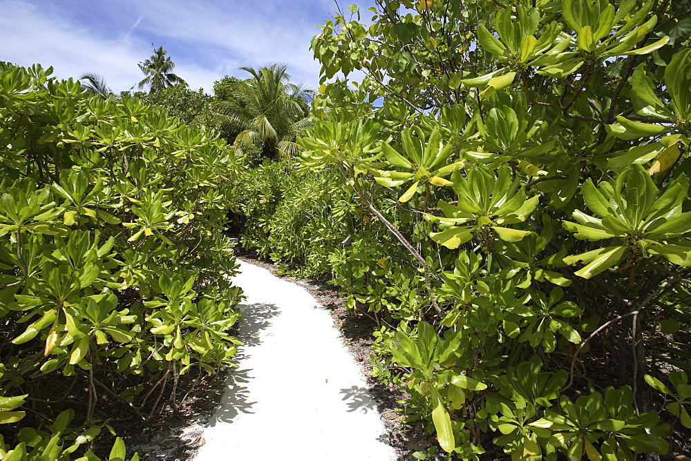 Path on the beach, Maldives, Indian Ocean, Asia