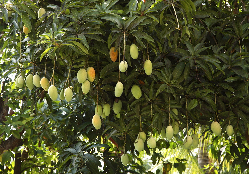 Mango Tree 