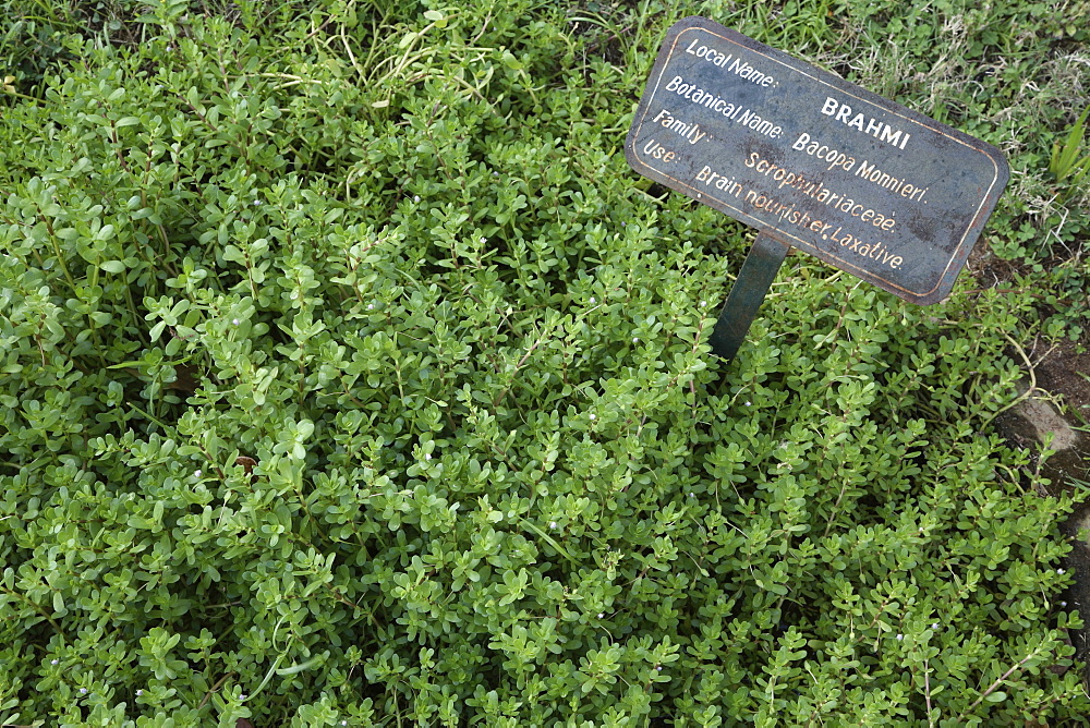 Brahmi (Bacopa Monnieri), used as a brain and nerve tonic