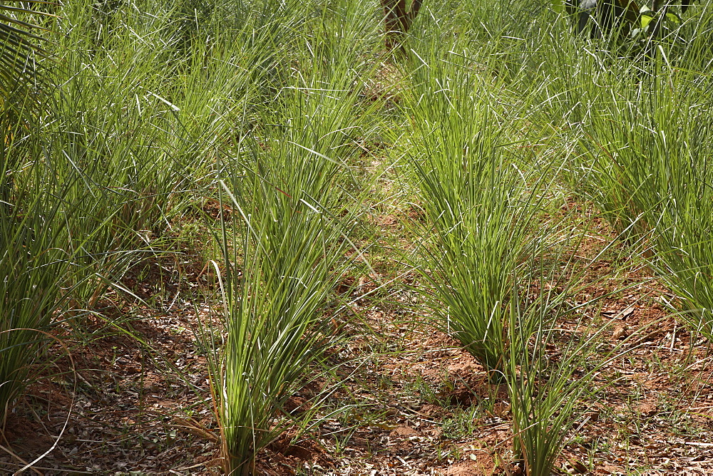 Vetiver (Chrysopogon zizanioides ), native to India
an anti inflammatory, antiseptic, and aphrodisiac, also used for rheumatism, arthritis, gout, muscular aches, dry and cracked skin